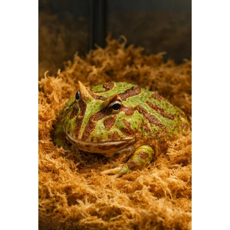 Sphagnum moss - Mech torfowiec 50g / 2000ml